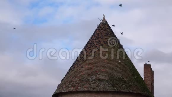 圆锥形倾斜平铺屋顶斜坡上的鸽子视频的预览图