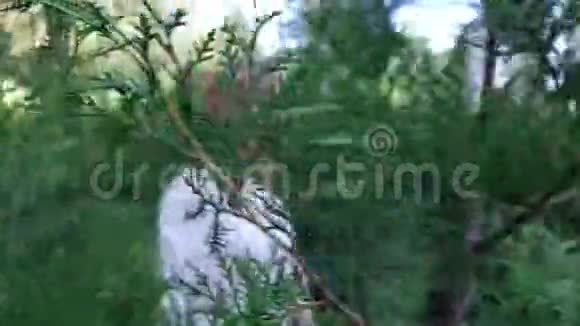 年轻的女人享受大自然在Thuja灌木丛中散步视频的预览图