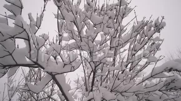 雪躺在树枝上特写镜头冬季圣诞公园雪缓慢地落在没有叶子的树枝上视频的预览图