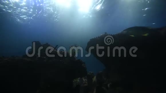 海水鱼缸就像海底的鱼和植物视频的预览图