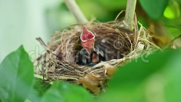 新出生的鸟儿在巢里等妈妈喂食鸟儿张开嘴在树上摇晃视频的预览图