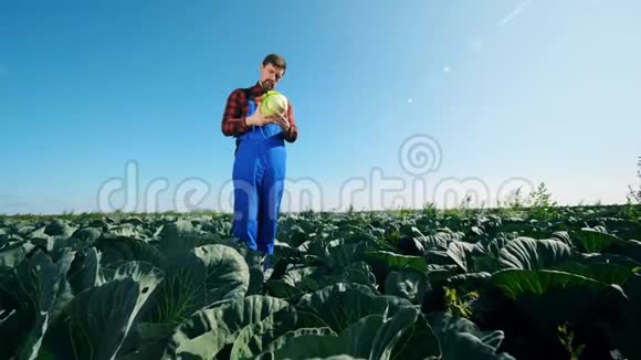 一位男性耕耘者在一片菜田里视察蔬菜视频的预览图