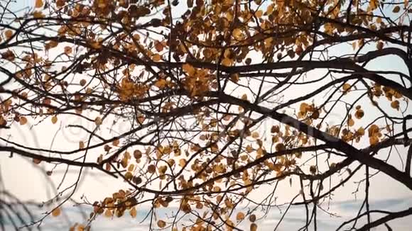 秋天的黄叶在冬天映衬着蓝天视频的预览图
