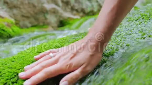 女人手抚摸着生长在清澈透明的山河水中的苔藓视频的预览图