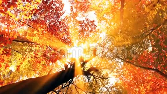 秋天的森林树叶在夕阳的背景下视频的预览图