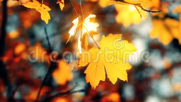 秋叶在夕阳的背景下视频的预览图