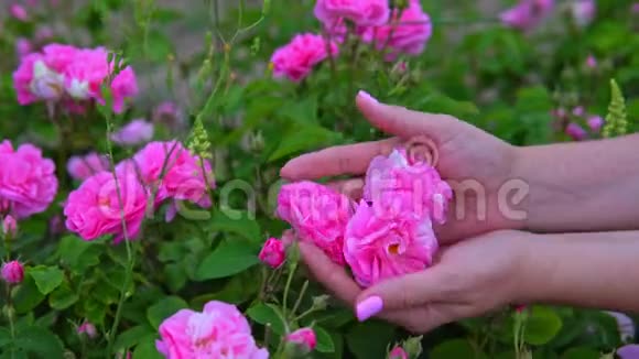 女人手在花园里触摸粉红色的玫瑰花视频的预览图