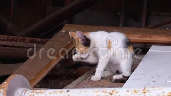 无家可归的多色野猫在垃圾填埋场清洗三四个月的旧猫视频的预览图