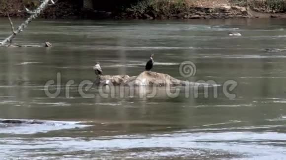 乔治亚岛福特公园6K动物园两只鸟在河中的岩石上晒太阳视频的预览图