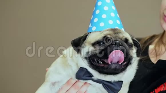 优雅的生日狗戴着派对帽戴着领结视频的预览图