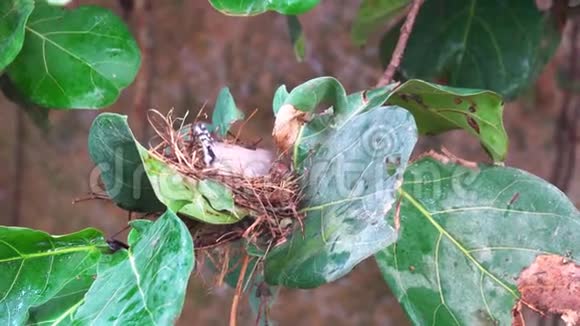 绿色热带树叶间的鸟巢里面有一只小的外来鸟视频的预览图