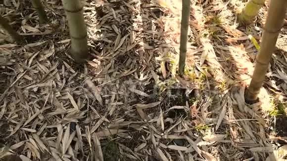 阳光明媚的地面上的竹子视频的预览图