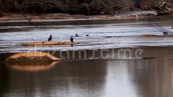 乔治亚岛福特公园6K放大两只鸟坐在河中的岩石上视频的预览图