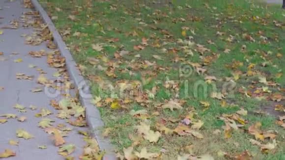城市公园的秋天绿草上五颜六色的叶子树附近的黑色垃圾桶秋天的美景视频的预览图