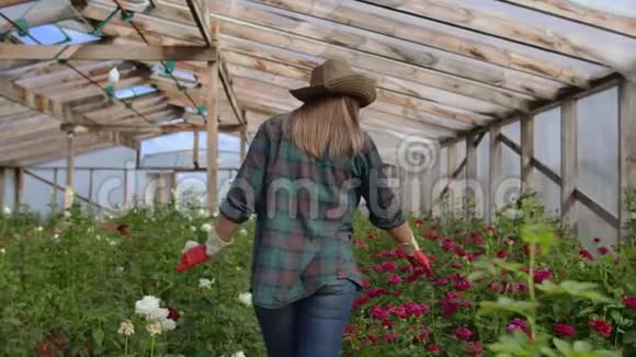 后景年轻的女农民走在花棚里检查生长的玫瑰花生意视频的预览图