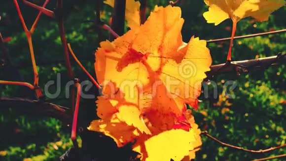 葡萄酒葡萄叶背景秋收季节温暖的黄色阳光透过新鲜的树叶葡萄园山谷视频的预览图