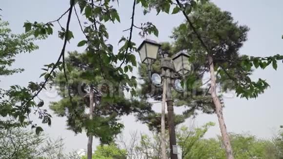 一个生长着红树和一盏古老的木制路灯的植物园视频的预览图