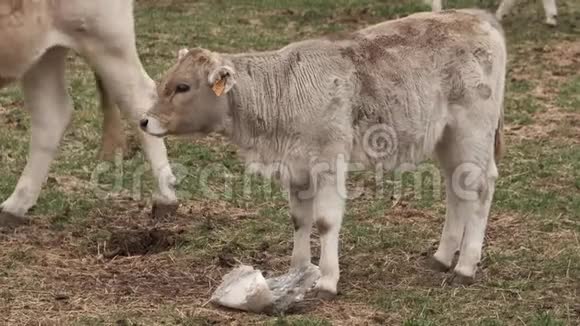 一群奶牛在草地上行走视频的预览图