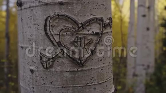 爱的心箭刻在白色的白杨树树皮和黄色的秋色后面视频的预览图