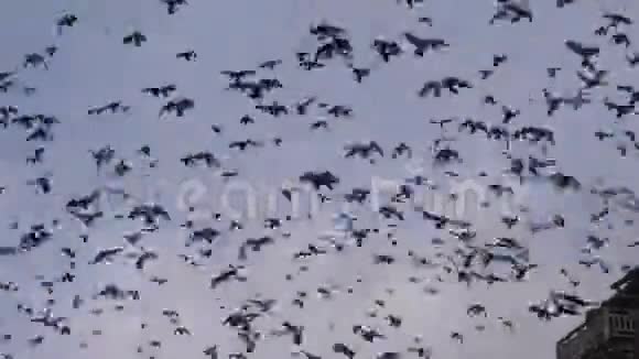一群鸽子在头顶上的天空中飞得很快视频的预览图
