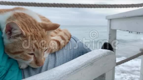 天气有点阴沉一只红猫睡着了视频的预览图