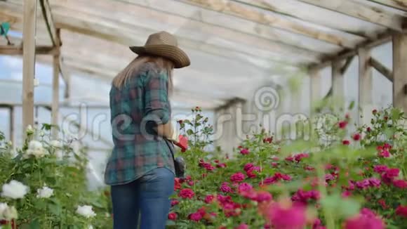 后景年轻的女农民走在花棚里检查生长的玫瑰花生意视频的预览图