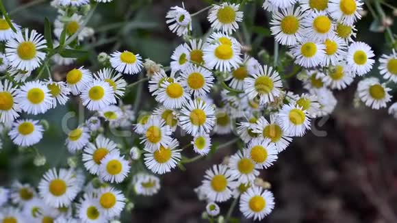 白色雏菊的小花视频的预览图