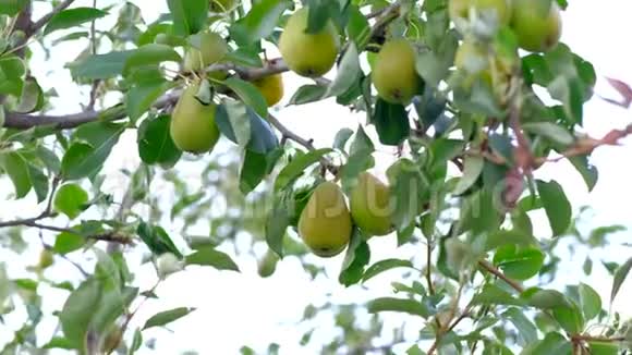 花园里树上的熟梨视频的预览图