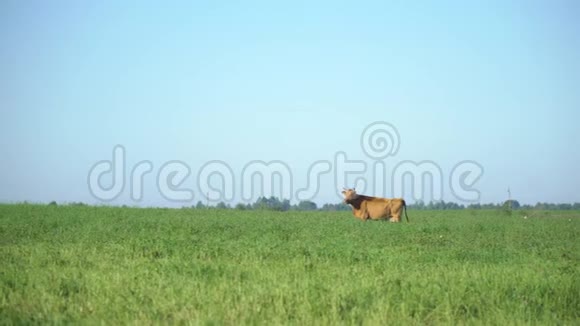 草地上的奶牛咀嚼青草奶牛放牧农场牛在田间放牧视频的预览图