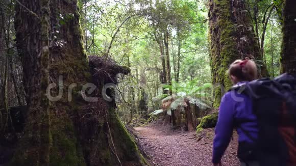 女徒步旅行者欣赏塔斯马尼亚西海岸塔金雨林中的森林视频的预览图