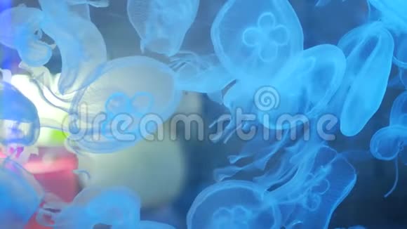 水母在水族馆里游泳科学与自然视频的预览图