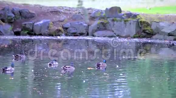 池塘里有很多野鸭视频的预览图