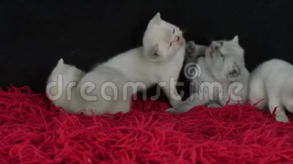 英国小猫在毛茸茸的红色毯子上玩耍视频的预览图
