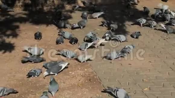 一群饥饿的肥鸽急于吃东西帕玛德马洛塞视频的预览图