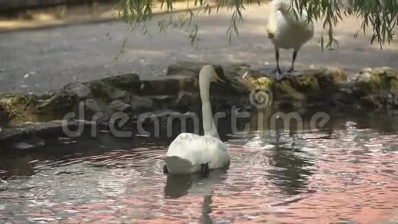 天鹅在池塘里游泳视频的预览图