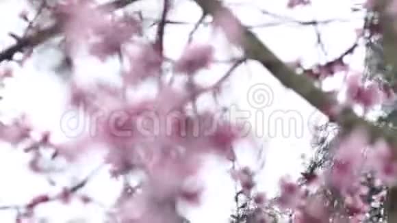 美丽的粉红花在春天视频的预览图