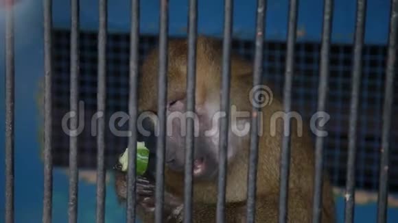 动物园笼子里的猴子视频的预览图