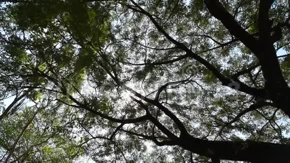 看看天空有阳光的森林里的一棵高大的树视频的预览图
