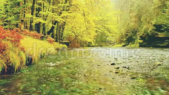 黄秋林和江美丽的秋景视频的预览图