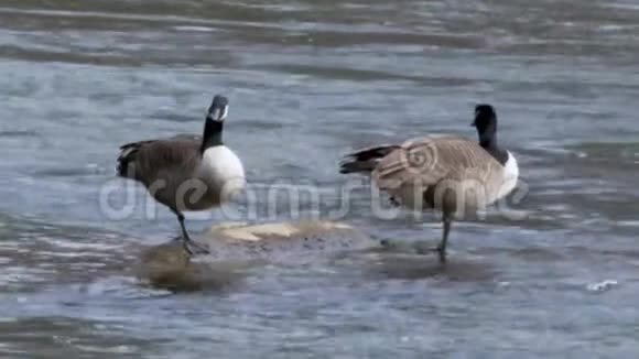 乔治亚岛福特公园两只加拿大鹅单脚站立在河中的岩石上视频的预览图