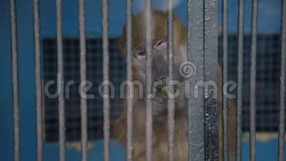 动物园笼子里的猴子视频的预览图