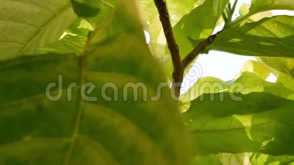 绿叶植物阳光透过视频的预览图