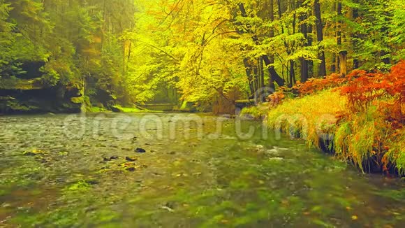 秋天的河流秋天的自然景观公园里树上五颜六色的叶子秋天视频的预览图