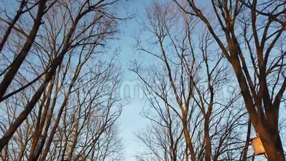 一棵无叶的树在蓝天上的景色秋天光秃秃的老树视频的预览图