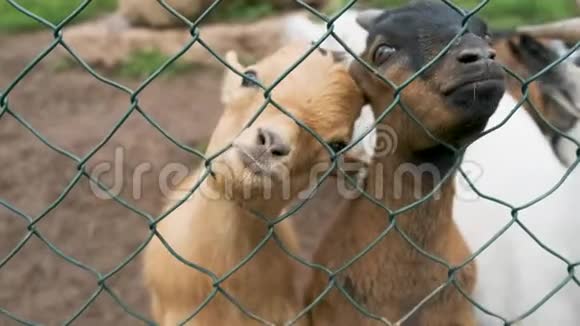一只小山羊从农场的笼子里穿过栅栏视频的预览图