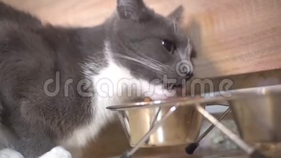 灰猫吃金属碗里的食物视频的预览图