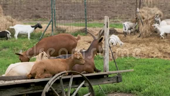 棕色和白色的山羊正在农场休息视频的预览图