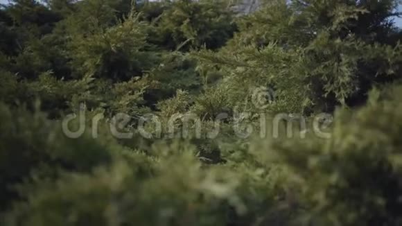 特写青松枝下摇树木大自然晴天视频的预览图
