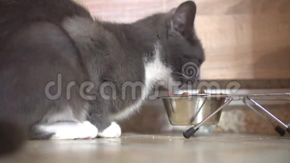 灰猫吃金属碗里的食物视频的预览图