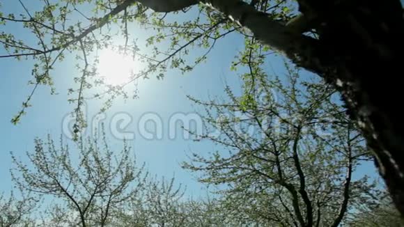 在蓝天和明媚的春日背景下盛开的苹果树的枝视频的预览图